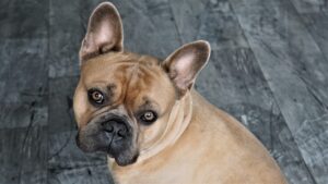 French Bulldog Breeders in New York