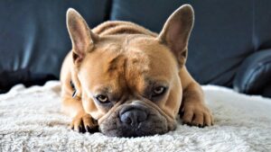 French Bulldog Mixed With Beagle