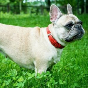 Red Rock French Bulldogs