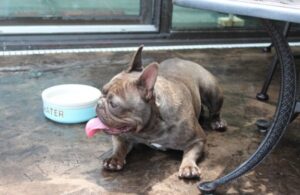 derby city french bulldogs