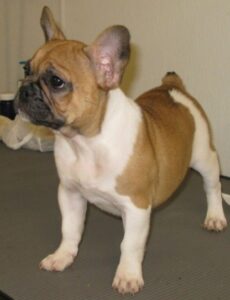 derby city french bulldogs