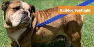 lone star french bulldog rescue