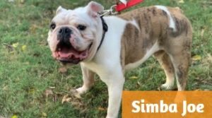 lone star bulldog rescue