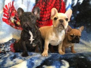 Distinctive French Bulldogs