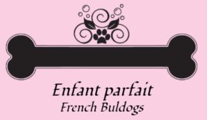 enfant parfait french bulldogs