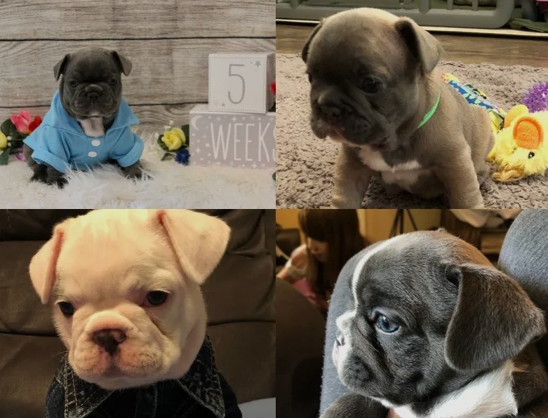 5 Best French Bulldog Breeders In Wisconsin! (Reviews!) - Smiling Bulldogs