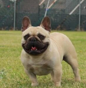 Omorog French Bulldogs