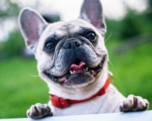 french bulldog info