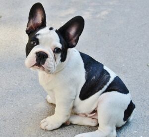 french bulldog watchdog