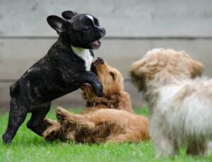 french bulldog info