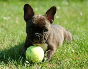 Boston Terrier French Bulldog Rescue of Alabama