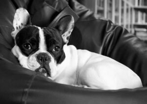 Boston Terrier French Bulldog Rescue of Alabama