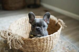 Washington Woodland French Bulldogs 