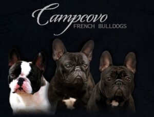 Campcovo French Bulldogs