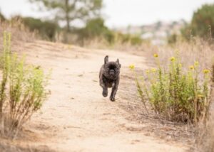 are french bulldogs hyper
