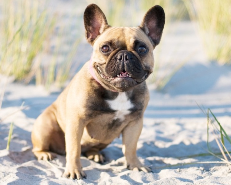 5 Best French Bulldog Breeders In Massachusetts! (Reviews