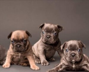 South Florida French Bulldogs