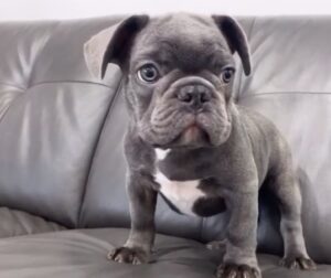 5 Best French Bulldog Breeders In Florida Reviews Smiling Bulldogs