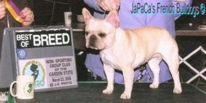 japacas french bulldog