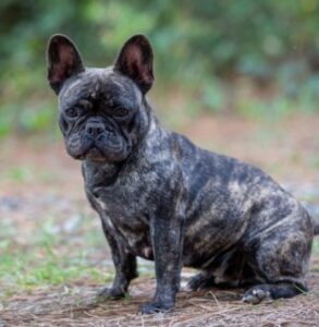 5 Best French Bulldog Breeders In Virginia! (Reviews ...