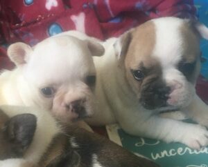 Legendary French Bulldogs & Pomeranians