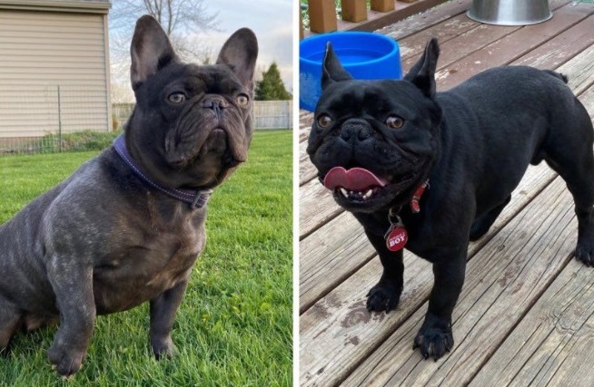 5 Best French Bulldog Breeders In Wisconsin! (Reviews
