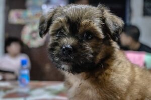 French Bulldog Mixed With Shih Tzu