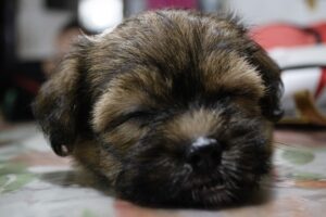 French Bulldog Mixed With Shih Tzu