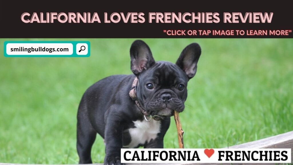 California Loves Frenchies (French Bulldog Breeder Review ...