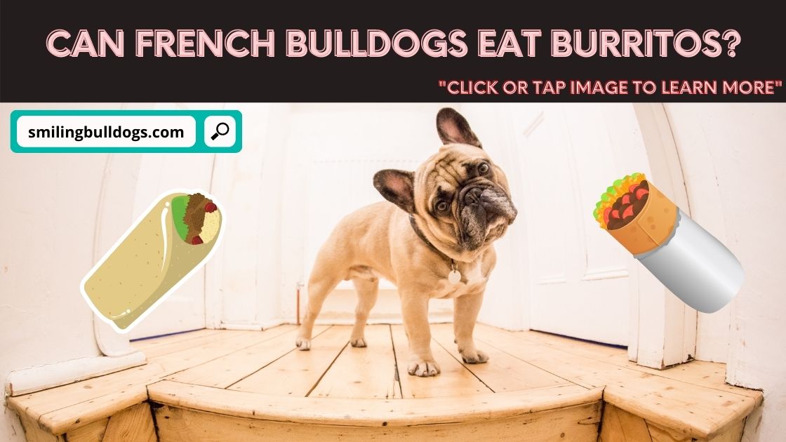 can french bulldogs eat burritos