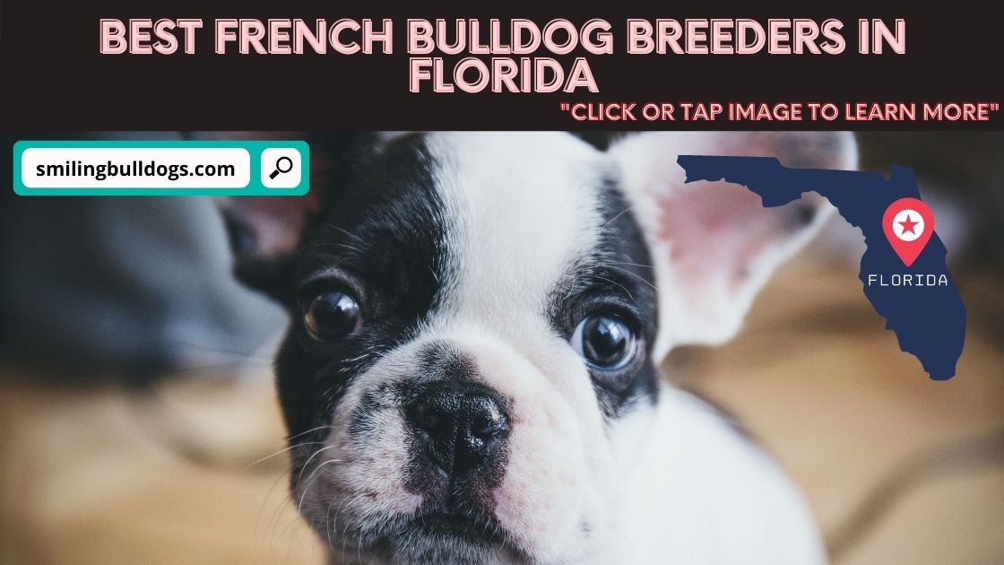 french bulldog breeders in florida