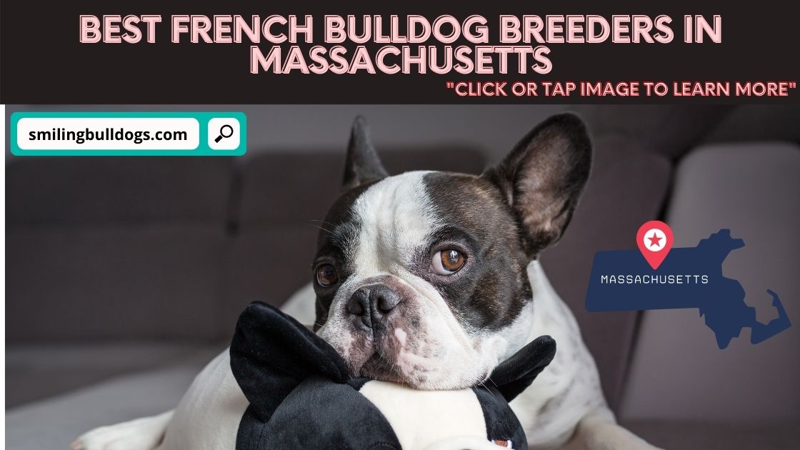 5 Best French Bulldog Breeders In Massachusetts! (Reviews ...