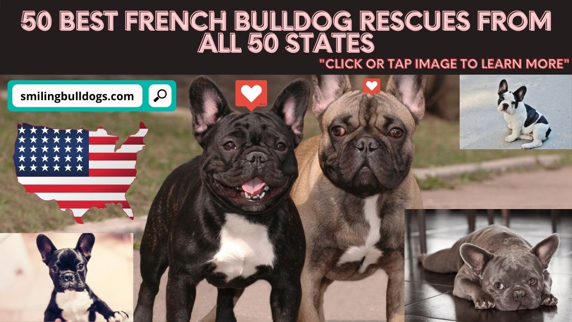 best french bulldog rescues