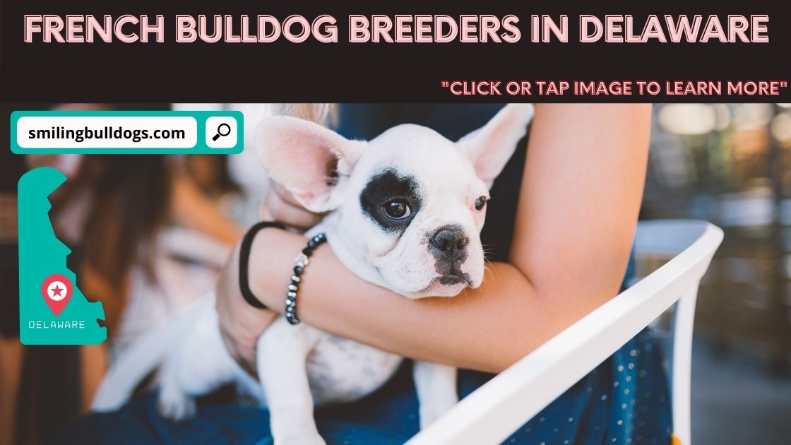 french bulldog breeders in delaware