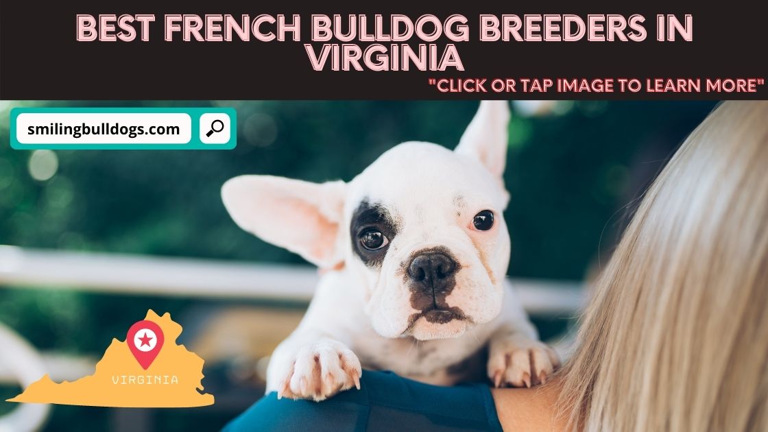 french bulldog breeders in virginia