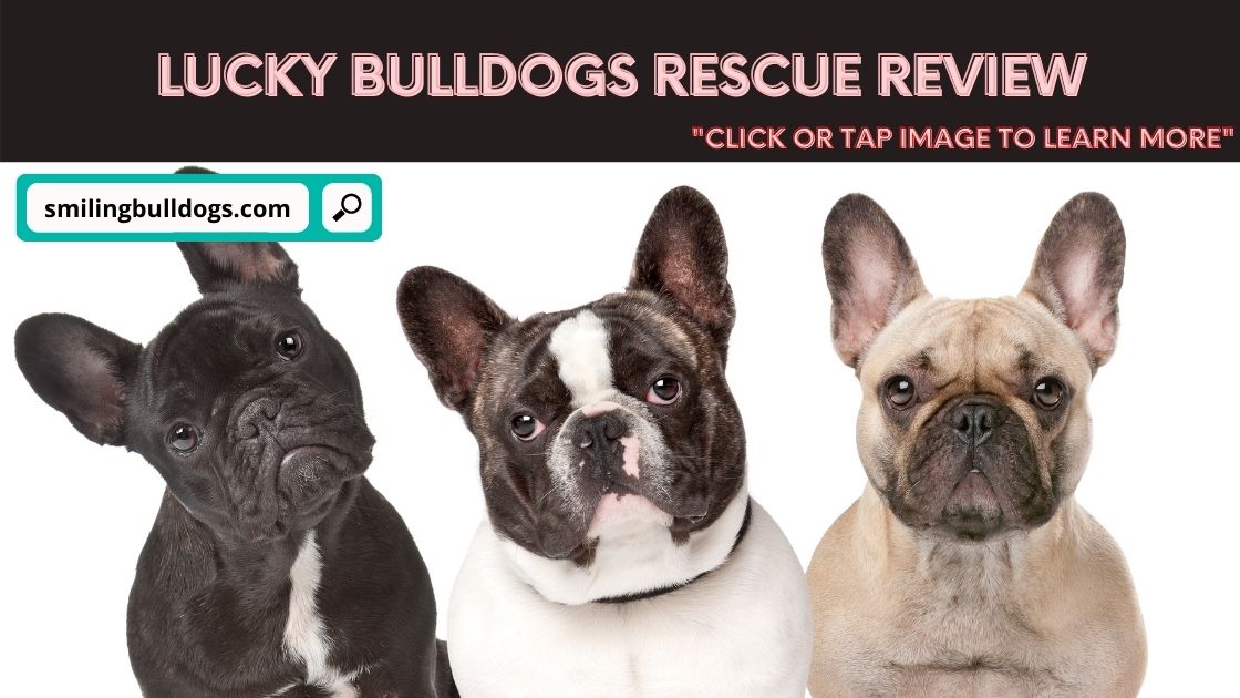 Lucky Bulldogs Rescue Review