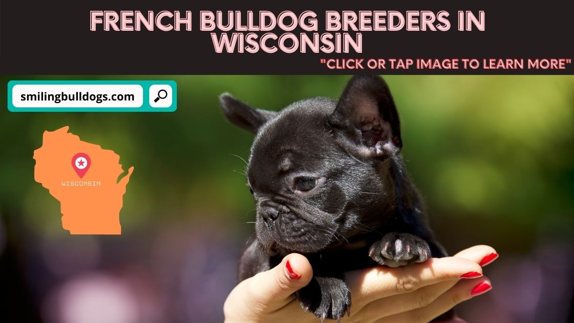 french bulldog breeders in wisconsin