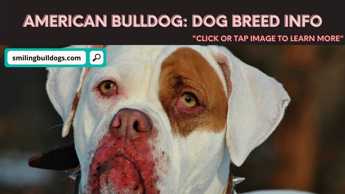 american bulldog dog breed info