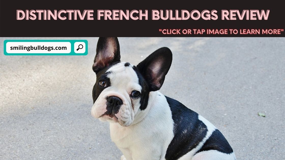 distinctive french bulldogs