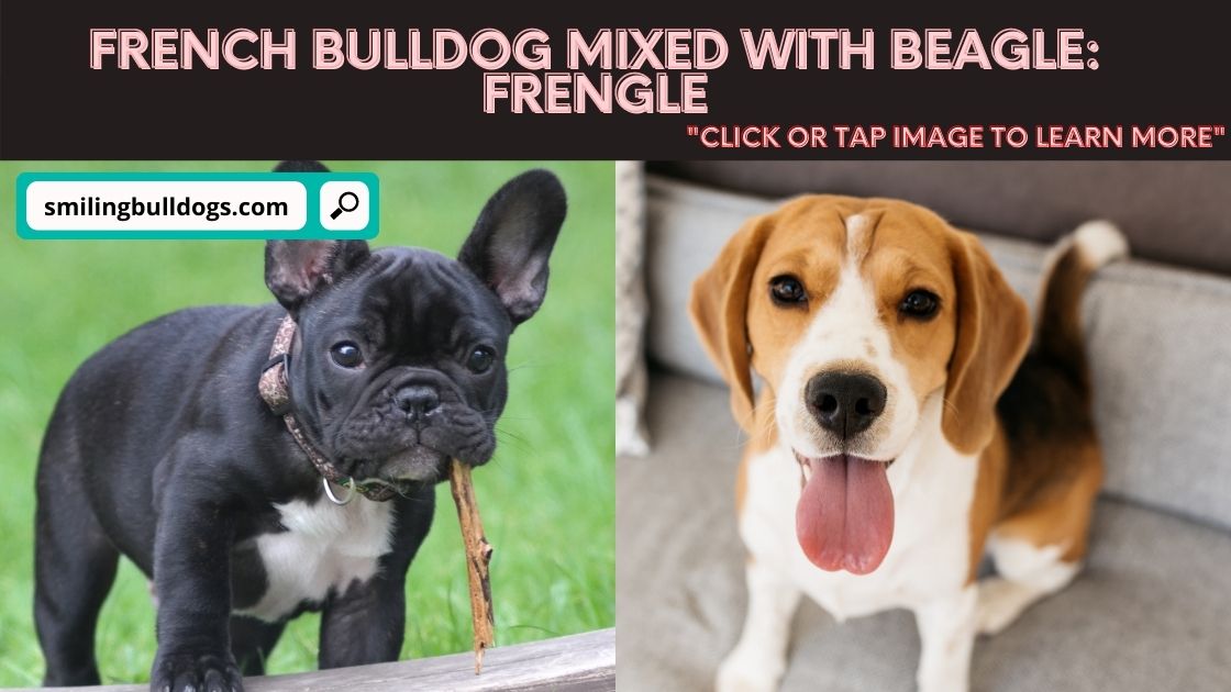 FRENCH BULLDOG mixed with beagle