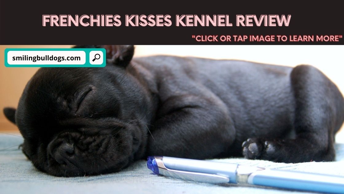 frenchies kisses kennel