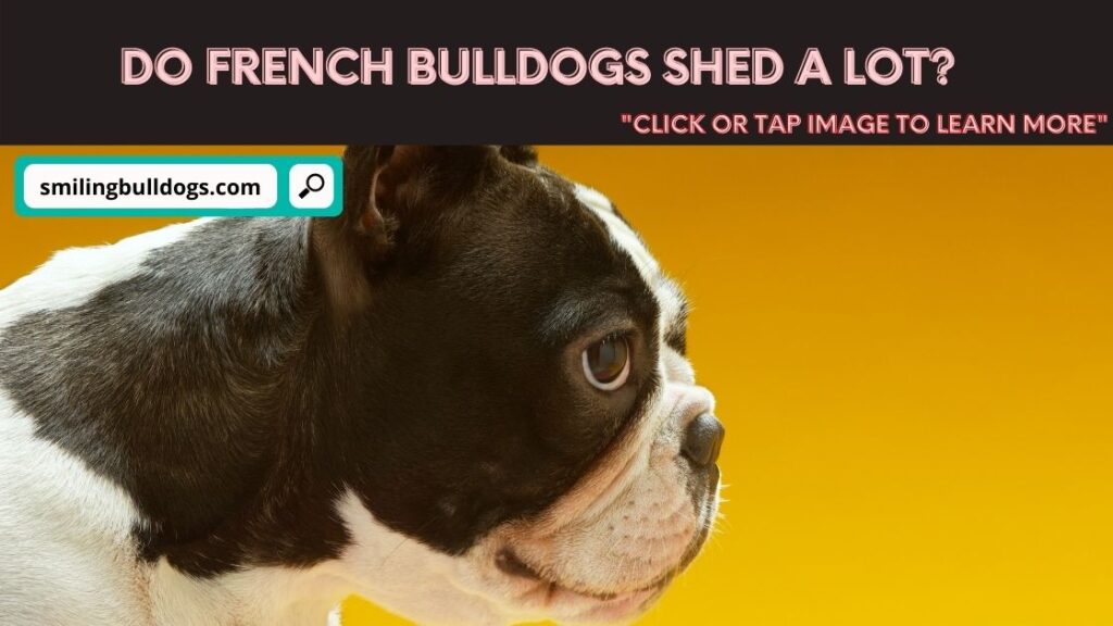 Do French Bulldogs Shed A Lot? - Smiling Bulldogs