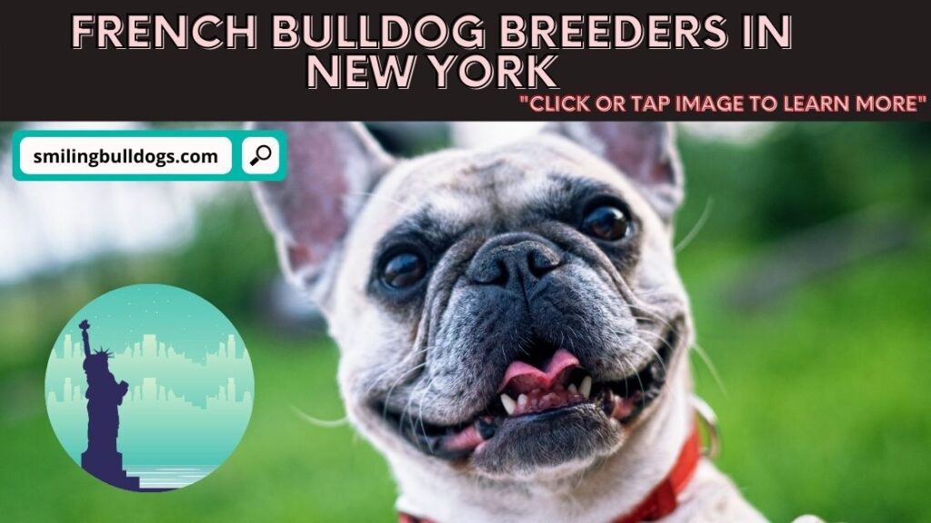 5 Best French Bulldog Breeders In New York Reviews Info Smiling Bulldogs