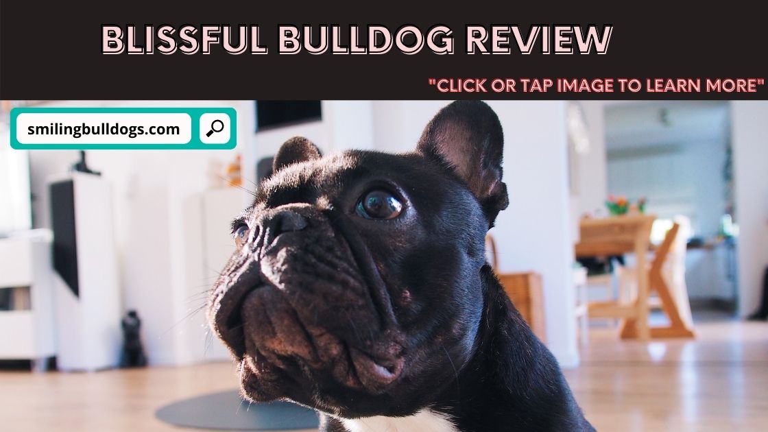 Blissful Bulldog Review