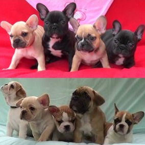 MOFrenchBulldogs