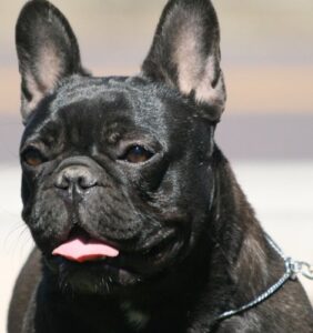 4 Best French Bulldog Breeders in Missouri (2021) - Smiling Bulldogs