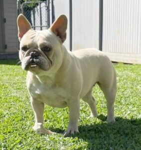 NS Bullies Bulldog Breeders