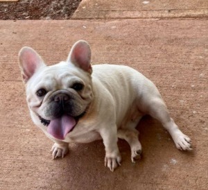 Precision French Bulldogs Hawaii