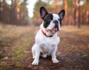 Wild Blue French Bulldogs