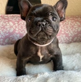 French Bulldog Breeders in Pennsylvania